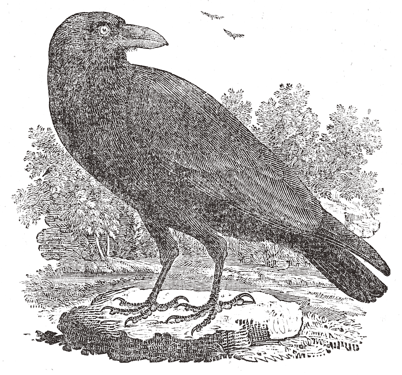 A wood engraving of a raven standing on a rock, looking over its shoulder.